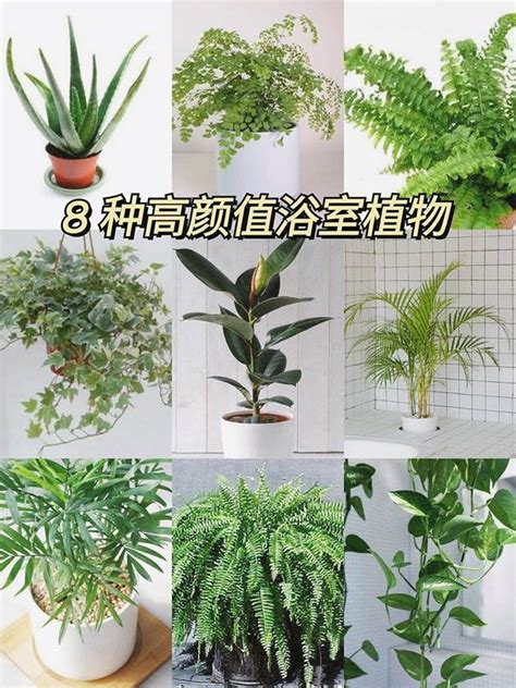 好養的室外植物|好種的室外植物：9 種適合大樓陽台的選項 